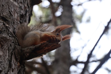 Cute red squirrel eating nut on tree in forest