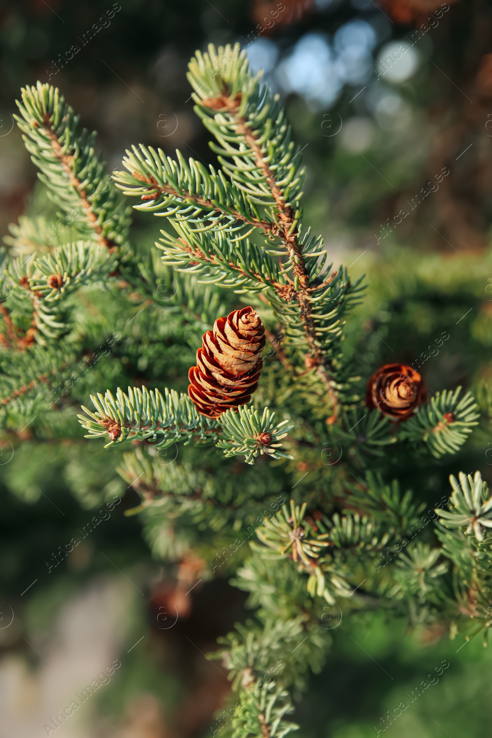 Photo of Coniferous tree branches with cones outdoors, closeup