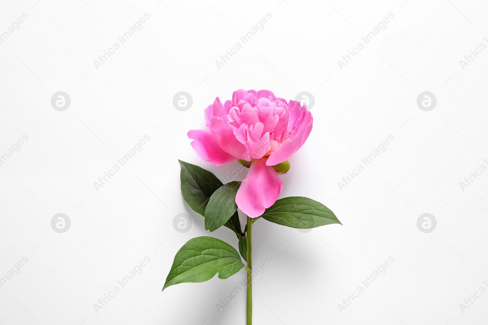 Photo of Beautiful peony flower on white background, top view