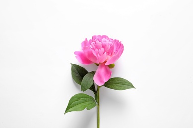 Photo of Beautiful peony flower on white background, top view