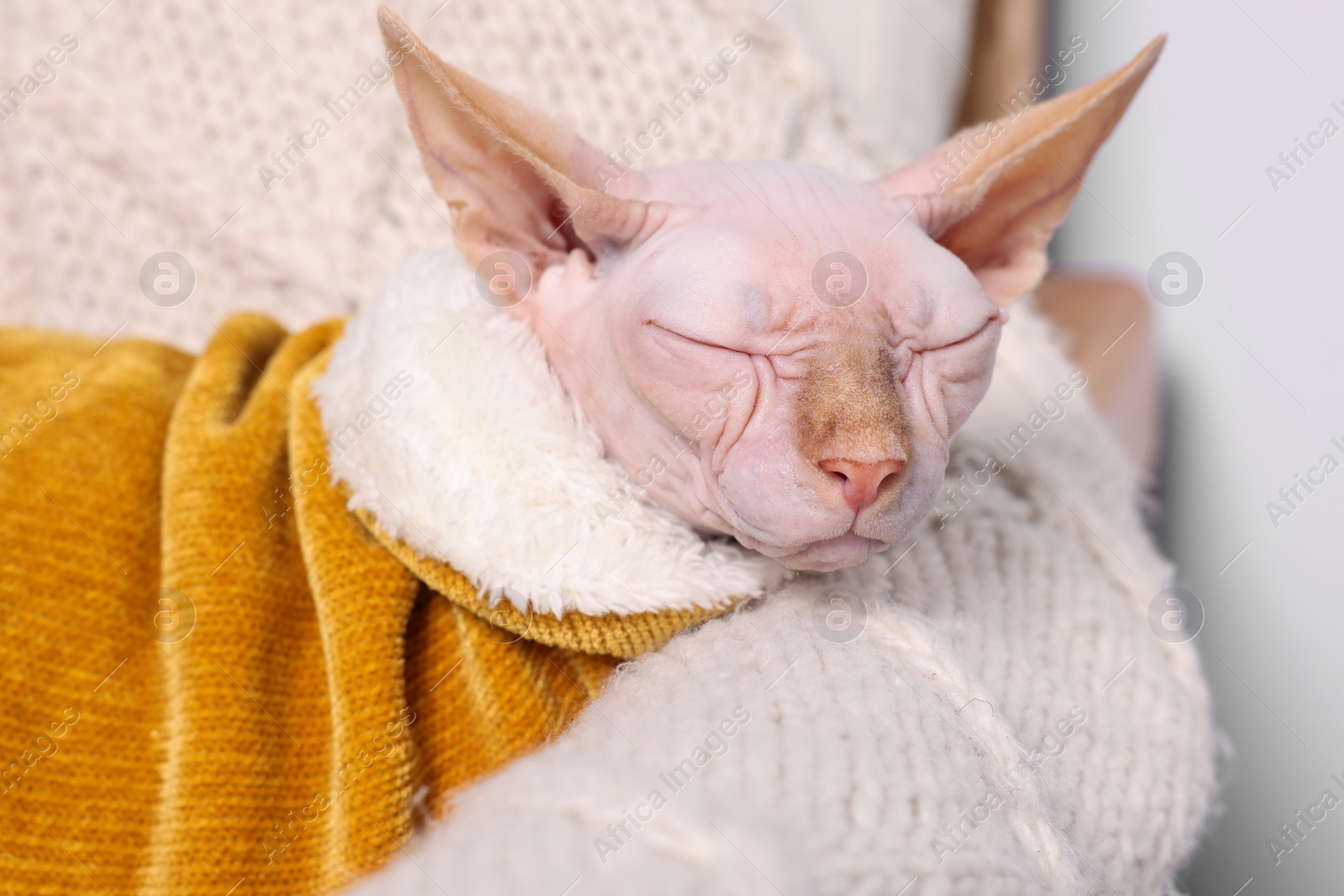 Photo of Cute Sphynx cat in warm sweater sleeping at home, closeup. Lovely pet