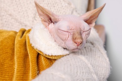 Cute Sphynx cat in warm sweater sleeping at home, closeup. Lovely pet