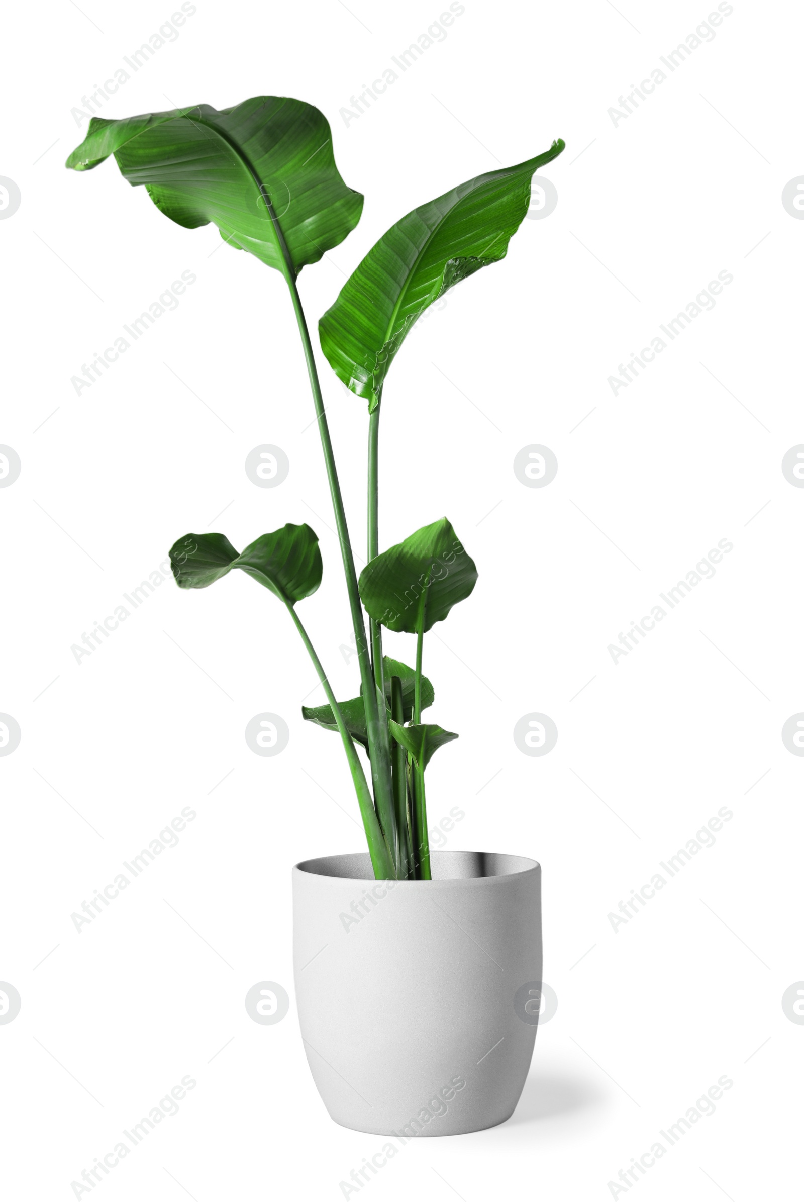 Photo of Beautiful houseplant in pot isolated on white