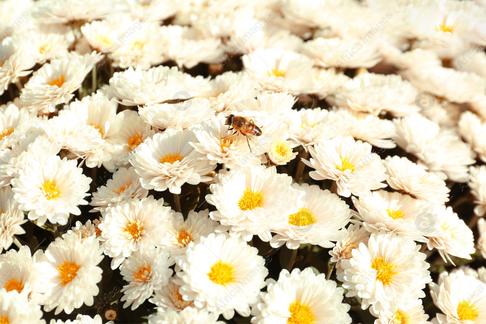 Photo of Beautiful fresh bouquet of colorful chrysanthemum flowers