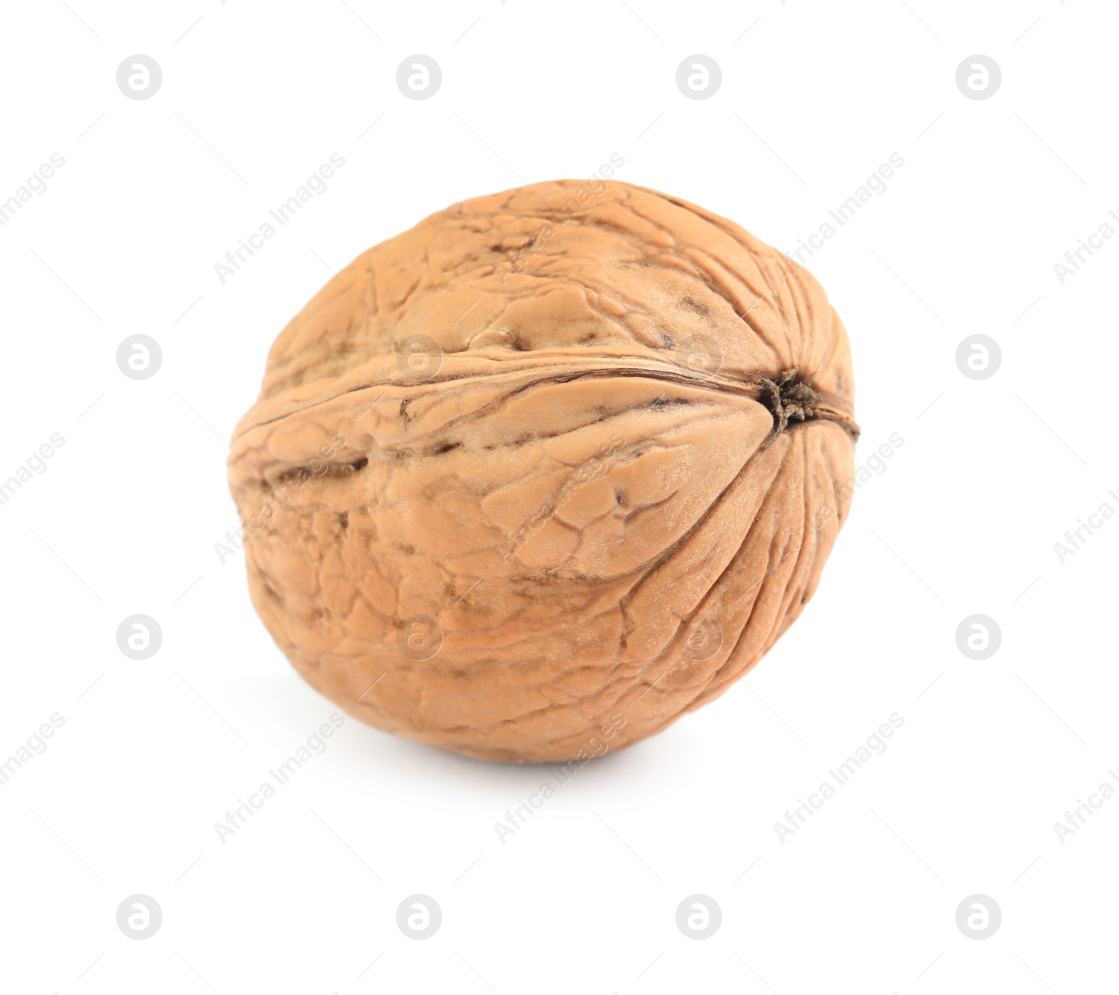 Photo of Whole walnut in shell isolated on white