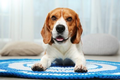 Photo of Beautiful beagle dog on color rug indoors