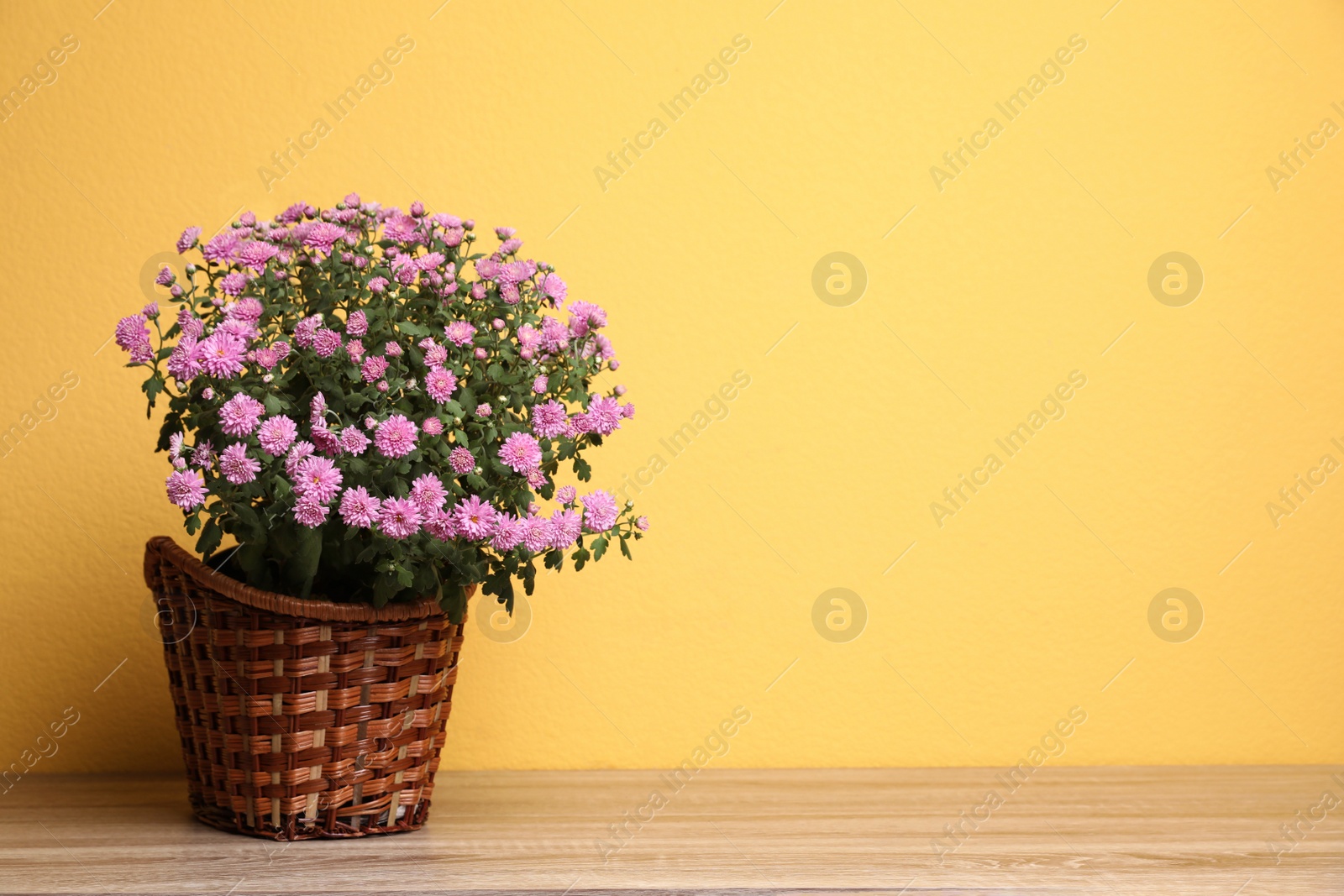 Photo of Basket with pink chrysanthemum flowers on wooden table against yellow background. Space for text