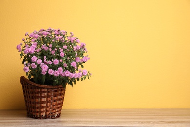 Basket with pink chrysanthemum flowers on wooden table against yellow background. Space for text