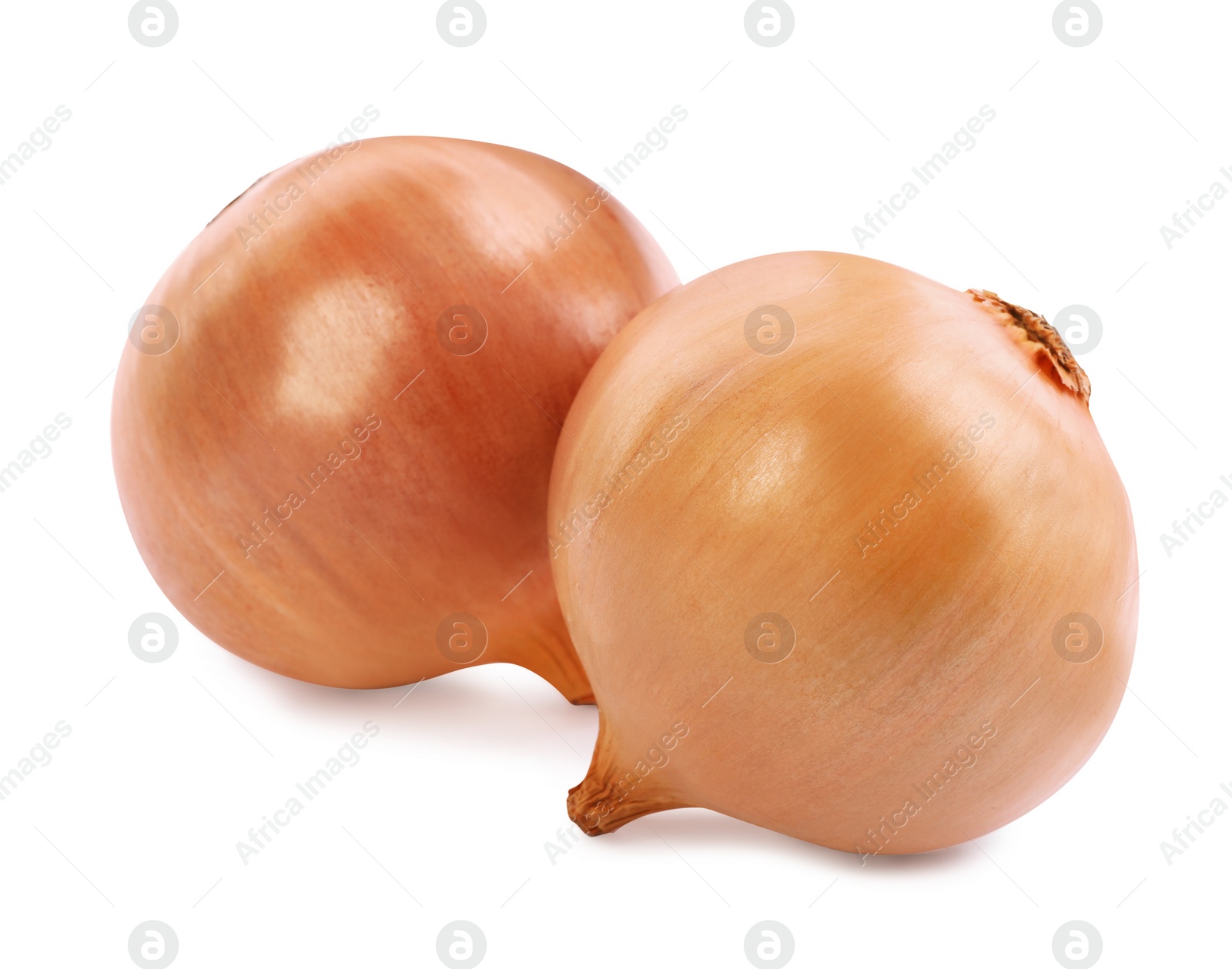 Photo of Two yellow fresh onions isolated on white