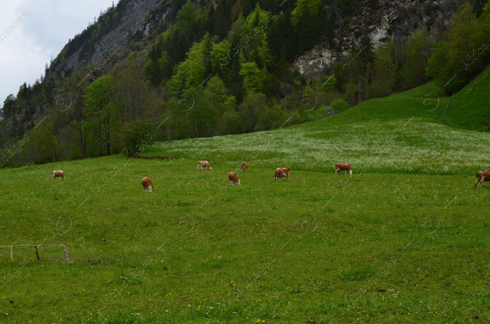 Photo of Beautiful view of cows grazing on green meadow in high mountains