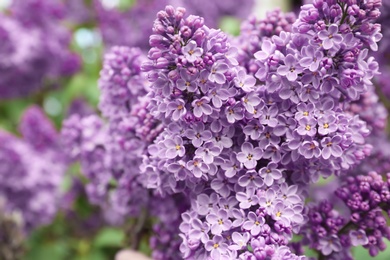 Blossoming lilac outdoors on spring day