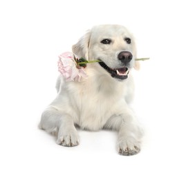 Photo of Cute Labrador Retriever with beautiful peony flower on white background