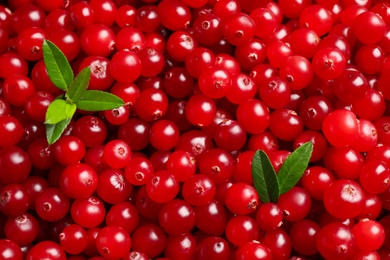 Fresh ripe cranberries with leaves as background, closeup