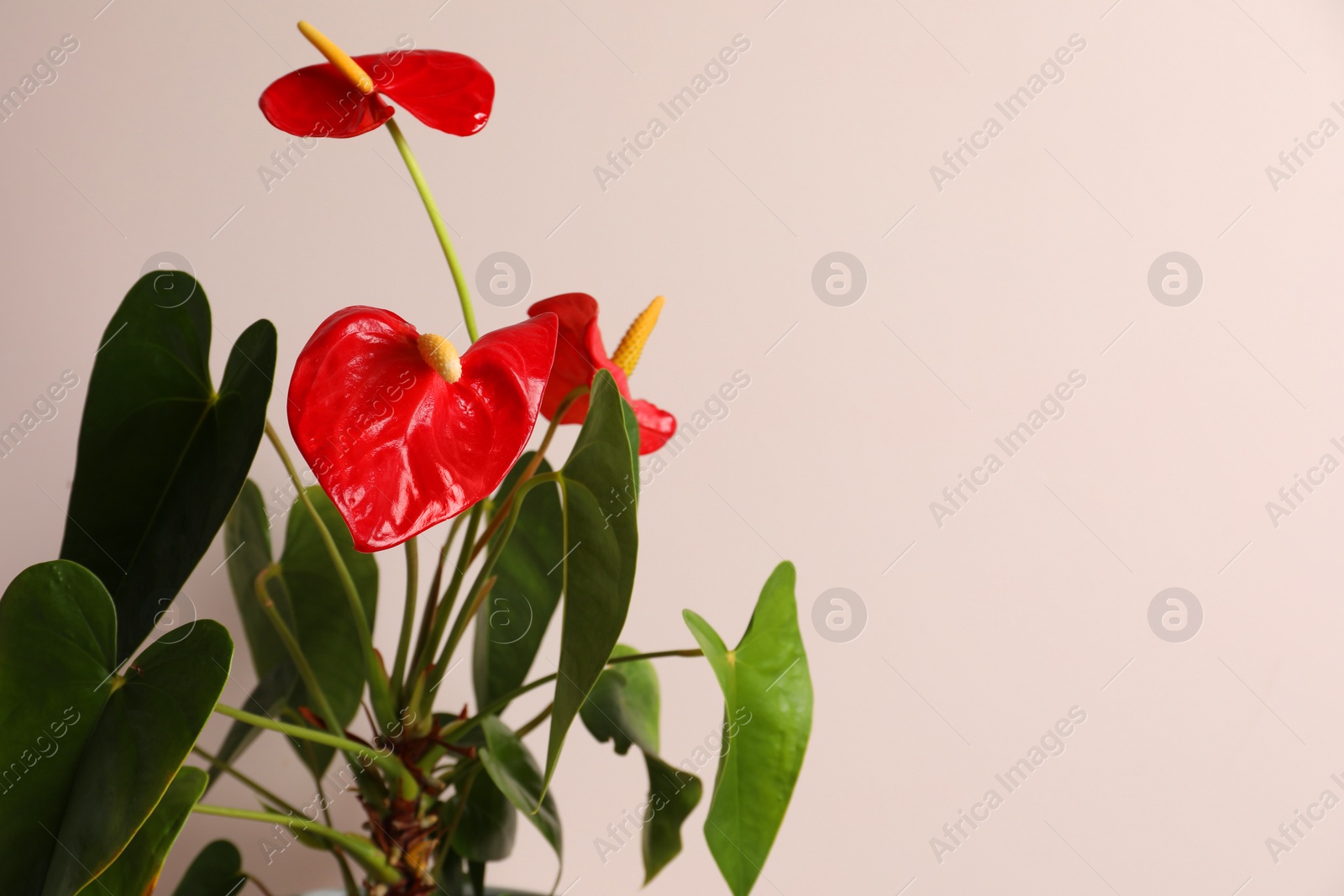 Photo of Beautiful anthurium on beige background, space for text. House plants