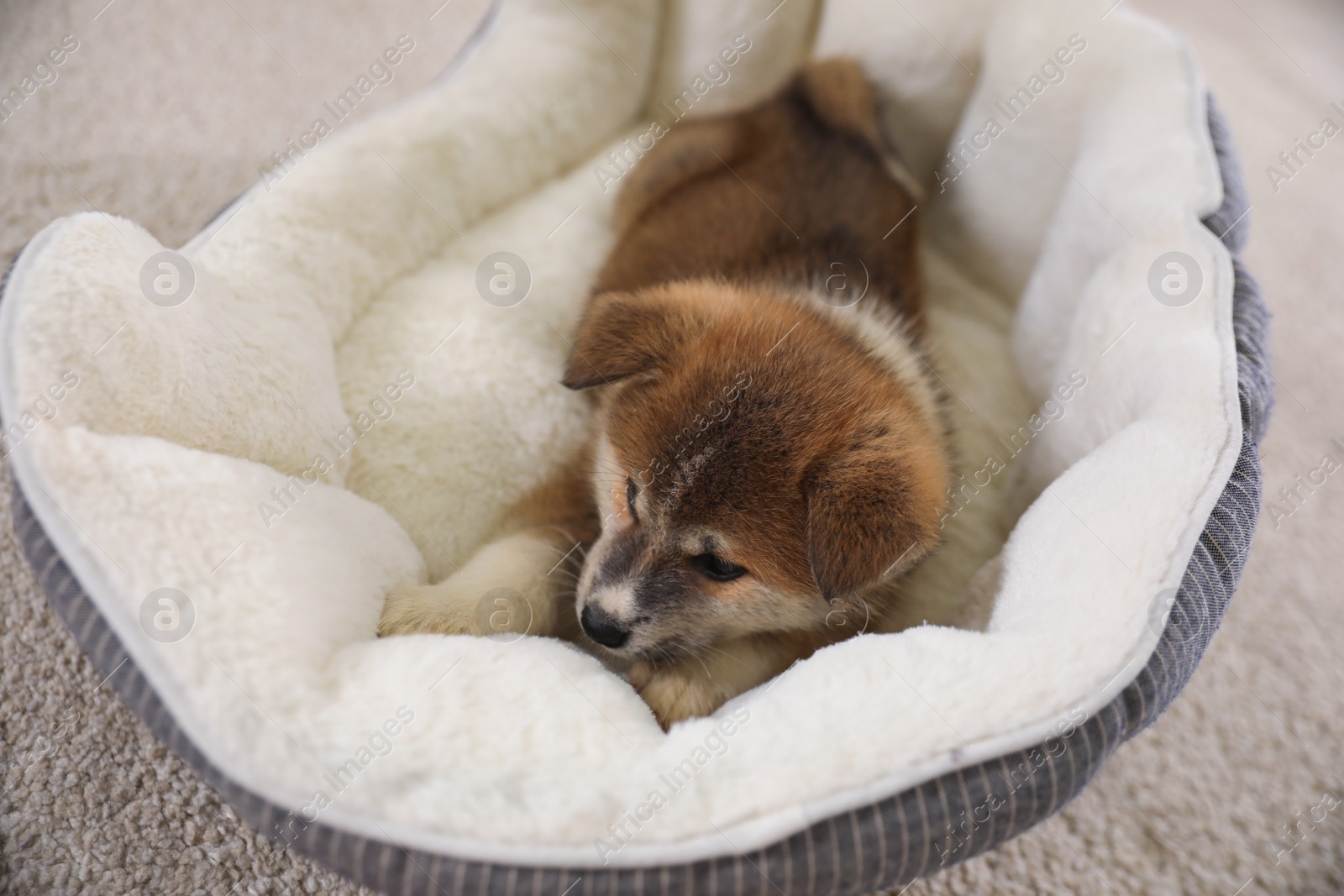 Photo of Adorable Akita Inu puppy in dog bed indoors