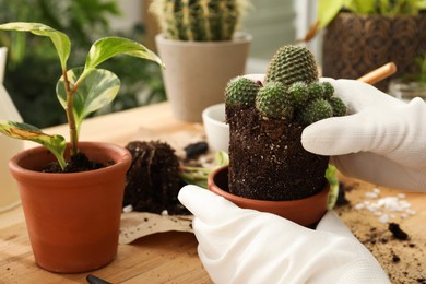 Photo of Woman transplanting houseplants at wooden table, closeup