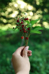 Photo of Woman holding bunch with tasty wild strawberries outdoors, closeup