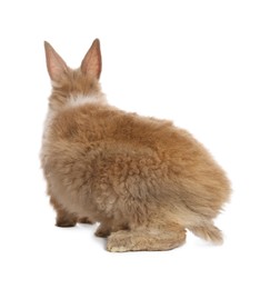 Photo of Cute fluffy pet rabbit isolated on white, back view