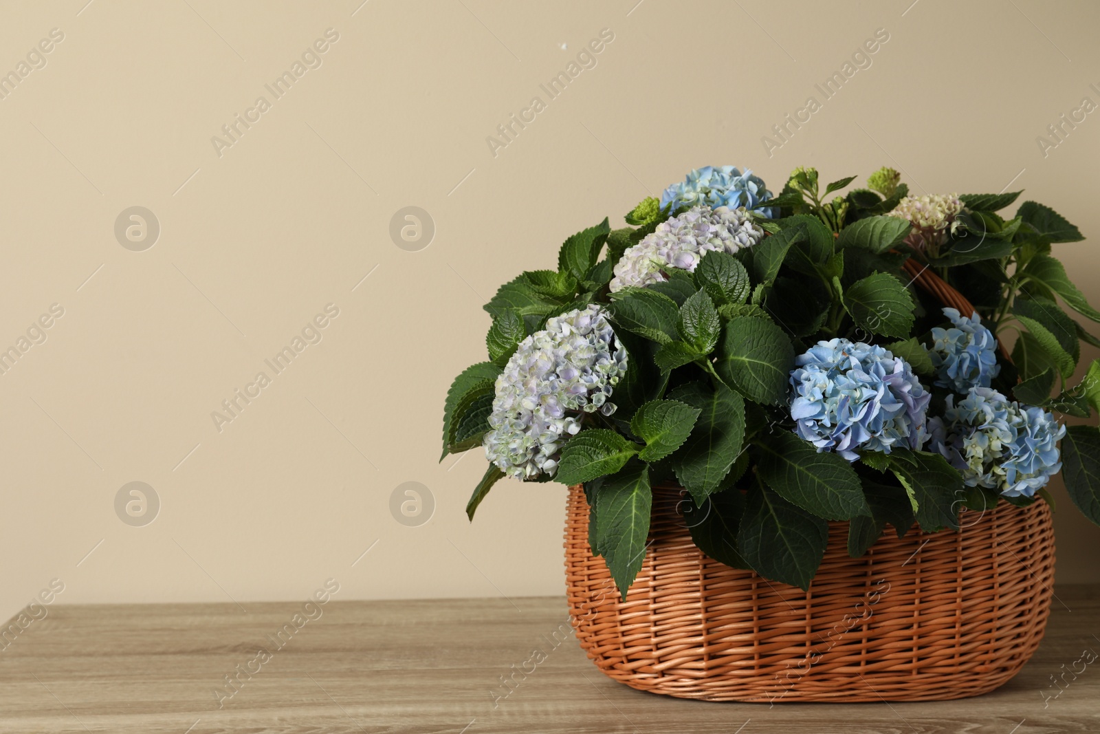 Photo of Beautiful hortensia flowers in basket on wooden table near beige wall. Space for text