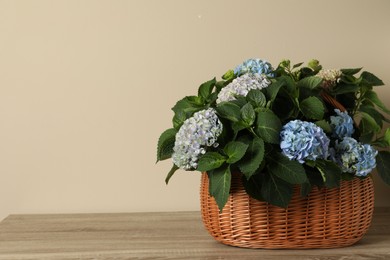 Beautiful hortensia flowers in basket on wooden table near beige wall. Space for text