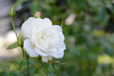 Photo of Beautiful white rose with water drops outdoors, space for text