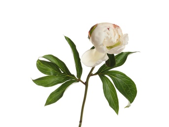 Photo of Fragrant peony on white background. Beautiful spring flower