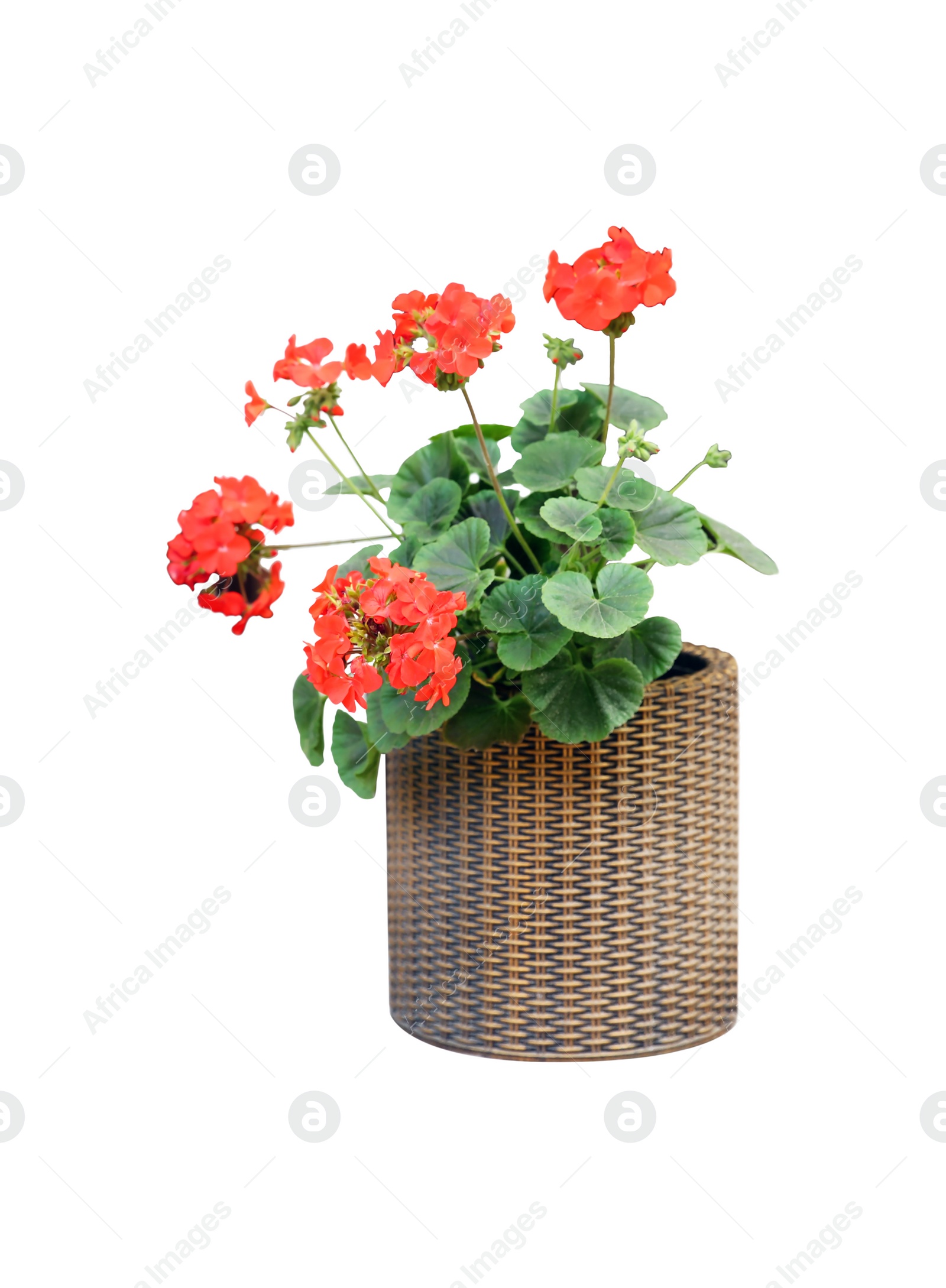 Image of Beautiful red flowers in plant pot on white background 