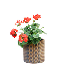 Beautiful red flowers in plant pot on white background 