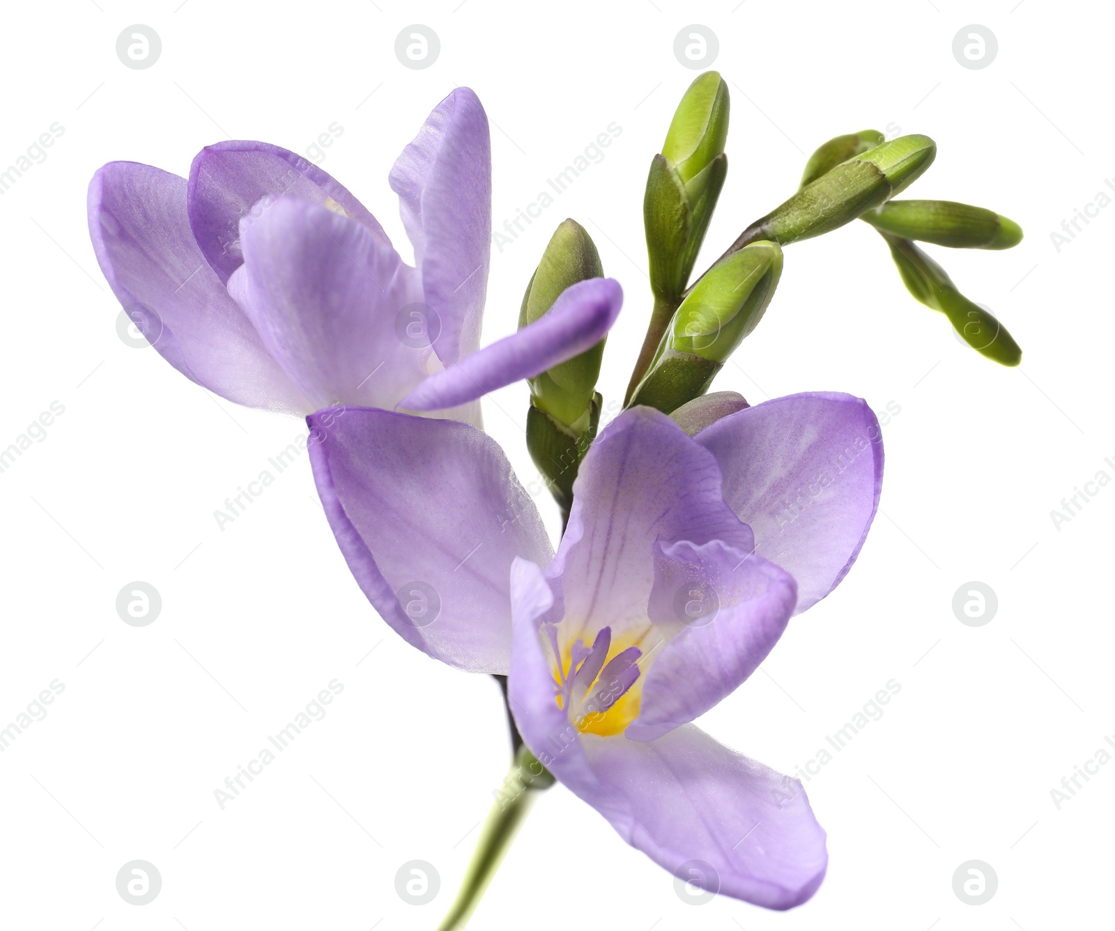 Photo of Beautiful violet freesia flower on white background