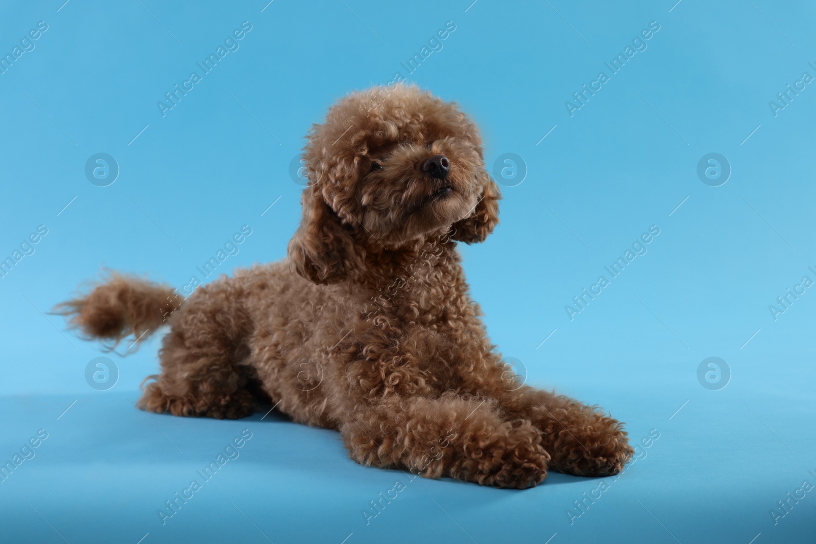 Photo of Cute Maltipoo dog on light blue background. Lovely pet