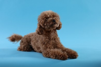 Cute Maltipoo dog on light blue background. Lovely pet