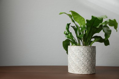 Photo of Beautiful fresh potted fern on wooden table. Space for text