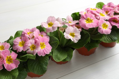 Photo of Beautiful pink primula (primrose) flowers on white wooden background. Spring blossom