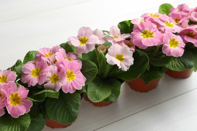 Beautiful pink primula (primrose) flowers on white wooden background. Spring blossom