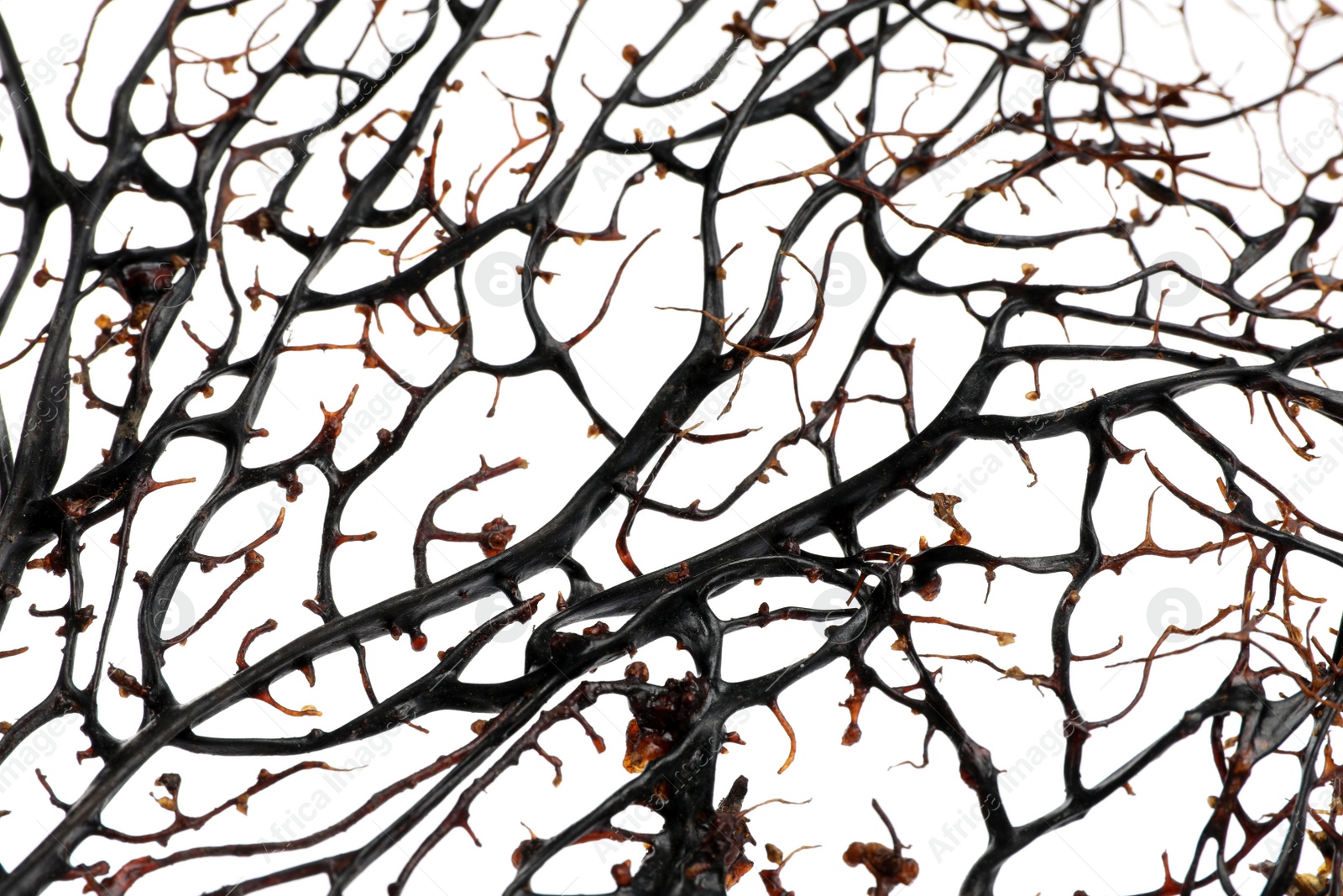 Photo of Closeup view of beautiful exotic branching coral on white background