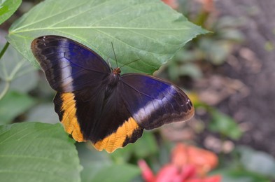 Photo of Beautiful yellow-edged giant owl butterfly on plant outdoors, closeup. Space for text