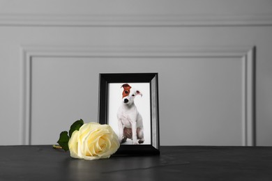 Frame with picture of dog and rose on black table. Pet funeral