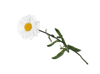 Photo of Beautiful fragrant chamomile flower isolated on white