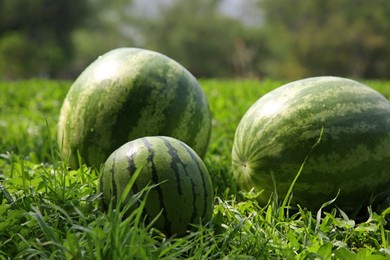 Delicious ripe watermelons on green grass outdoors, closeup