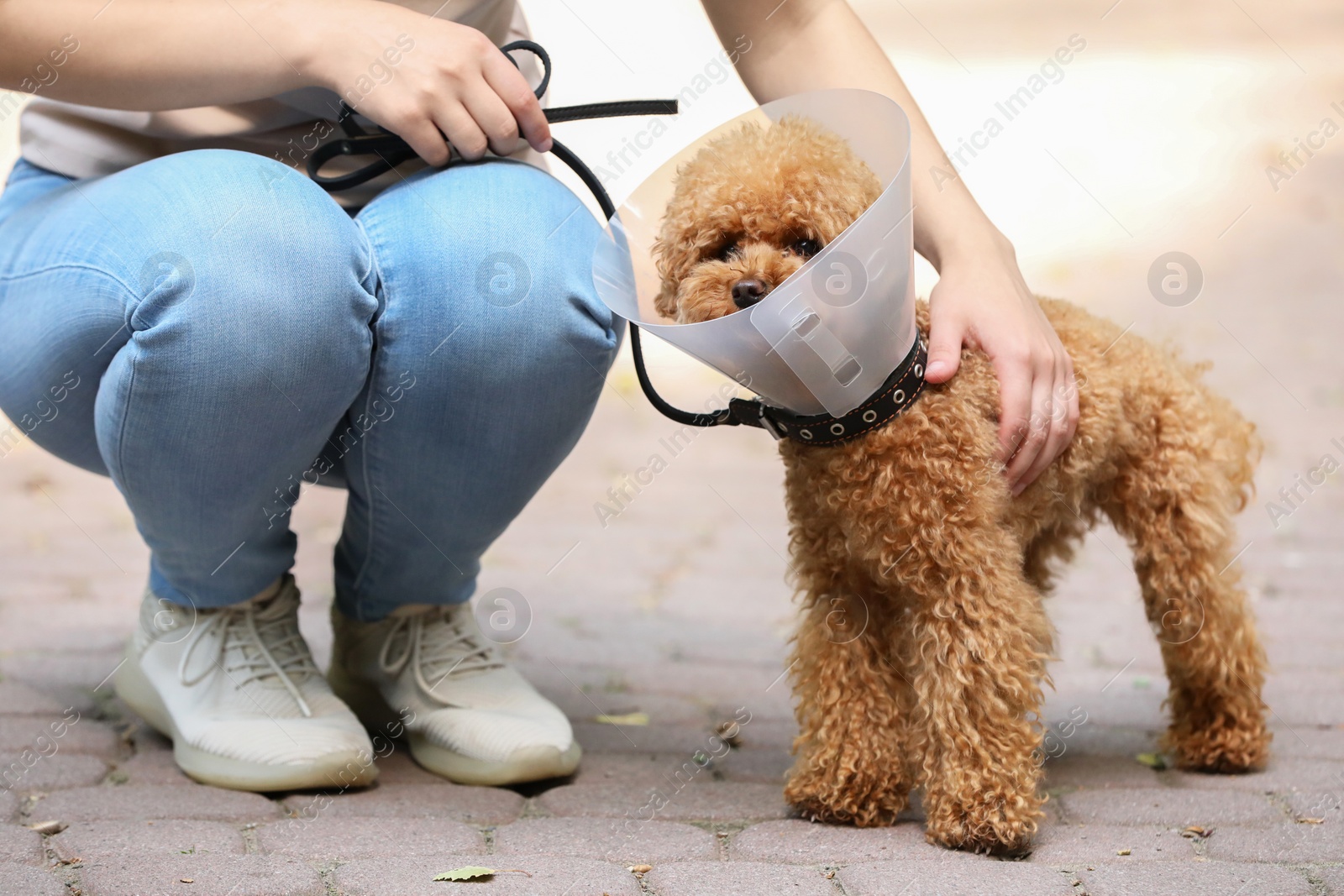 Photo of Woman with her cute Maltipoo dog in Elizabethan collar outdoors, closeup