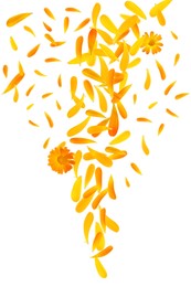 Image of Beautiful calendula flowers and petals falling on white background