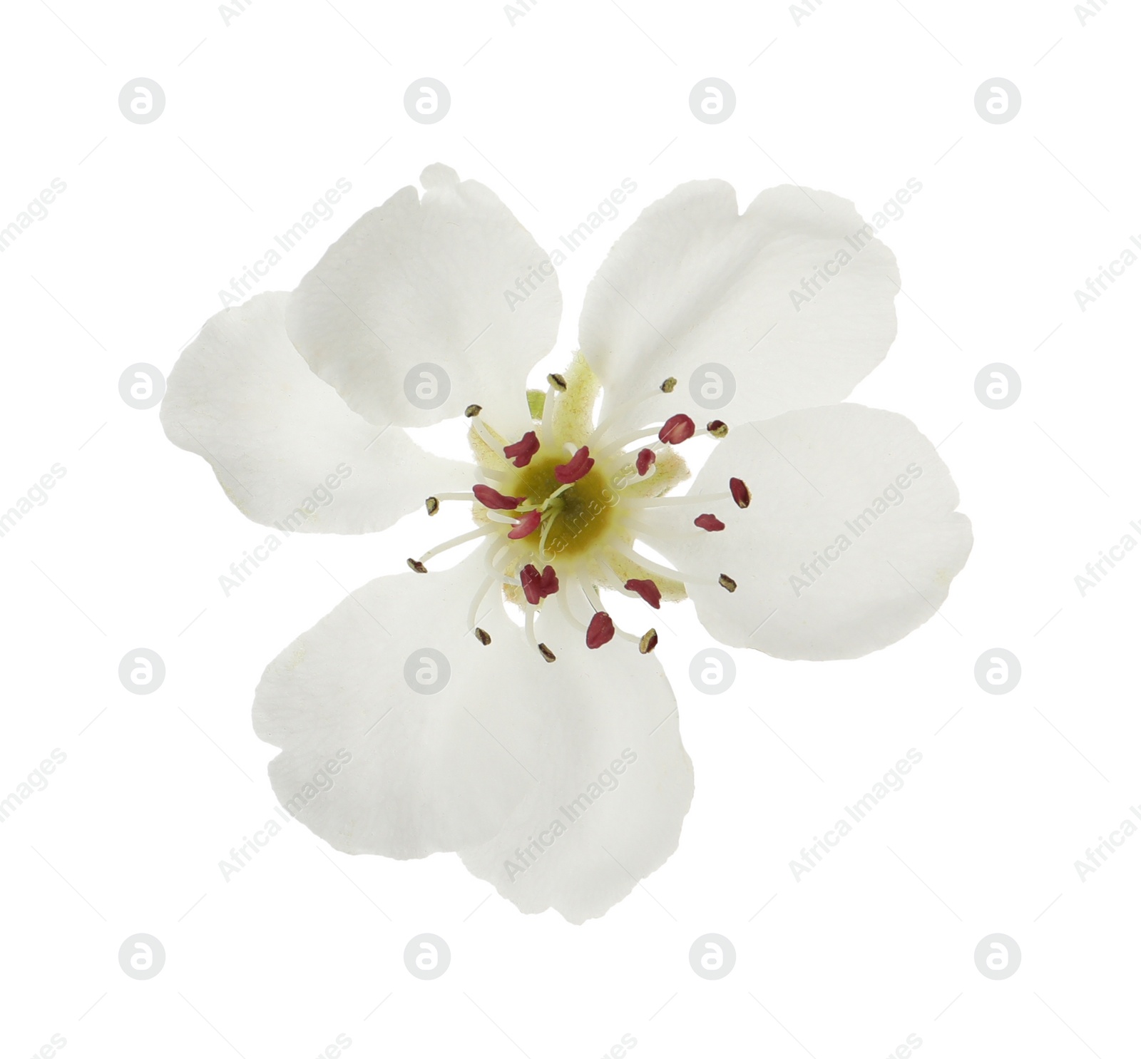 Photo of Beautiful flower of blossoming pear tree on white background