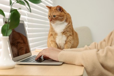 Photo of Woman working with laptop at home, closeup. Cute cat sitting on wooden desk near owner