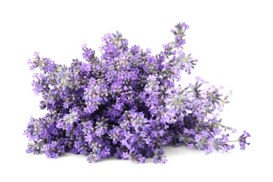 Photo of Beautiful tender lavender flowers on white background