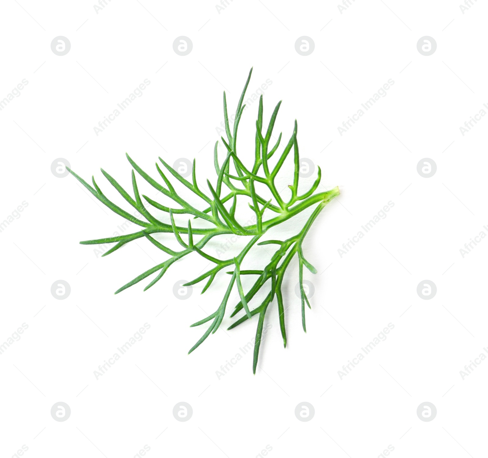 Photo of Sprig of fresh dill isolated on white, top view