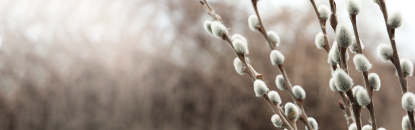 Image of Beautiful pussy willow branches outdoors, closeup view with space for text. Banner design