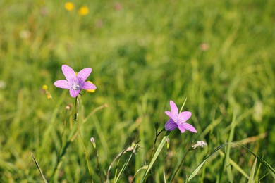 Photo of Beautiful flowers growing on green meadow, closeup