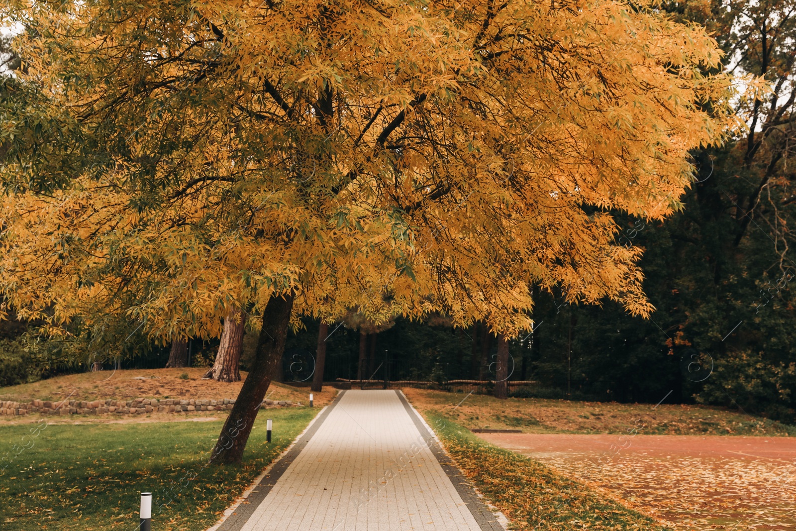 Photo of Beautiful tree with yellow leaves in autumn park