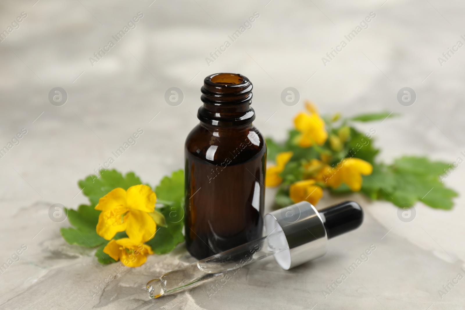 Photo of Bottle of natural celandine oil near flowers on light grey stone table, closeup