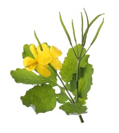 Celandine with yellow flowers and green leaves isolated on white